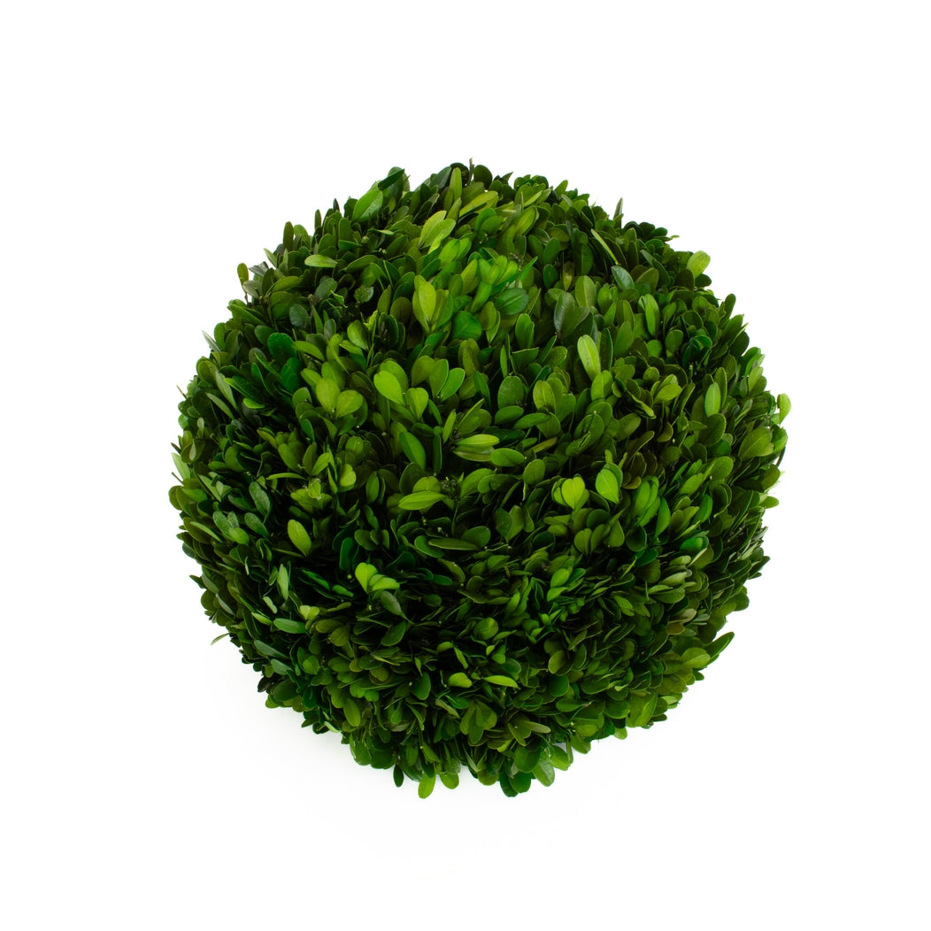 Preserved English Boxwood Spheres