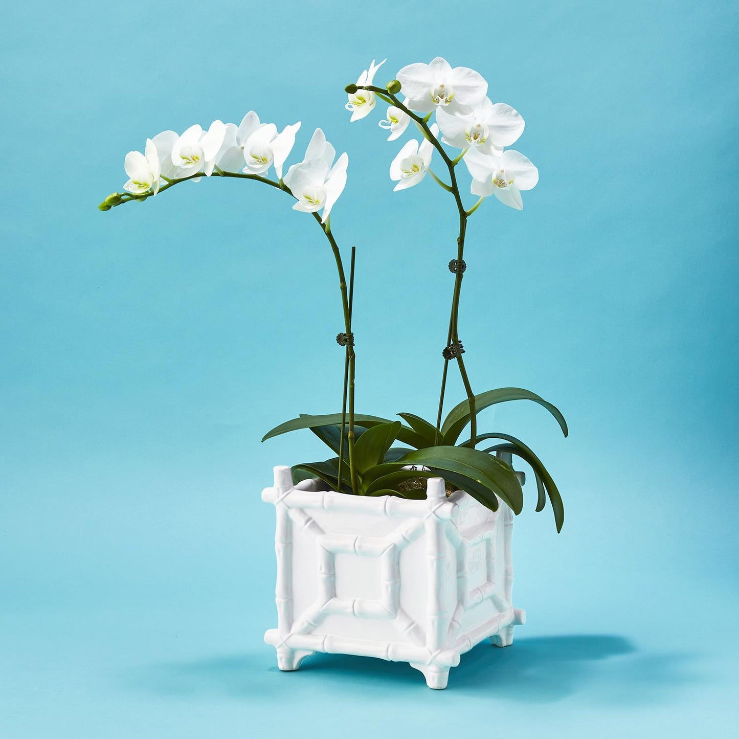 Chinoiserie Cachepot Glossy White Ceramic
