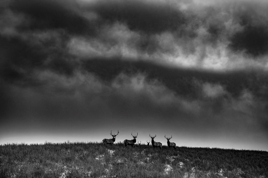 Ranchland: Wagonhound By Anouk Masson Krantz Book